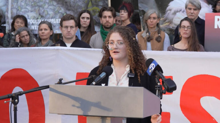 Condenan a 90 días de cárcel a una joven animalista que rescató pollos maltratados de una planta avícola de California