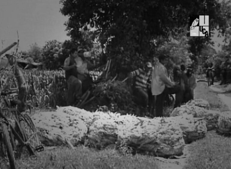 VIDEO | La historia de una reforma agraria que no cambió el destino rural de El Salvador