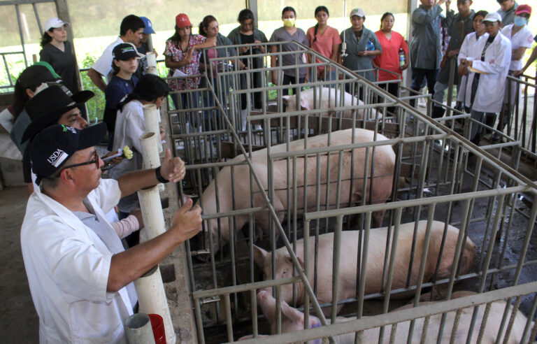 La inseminación artificial en cerdo mejora reproducción