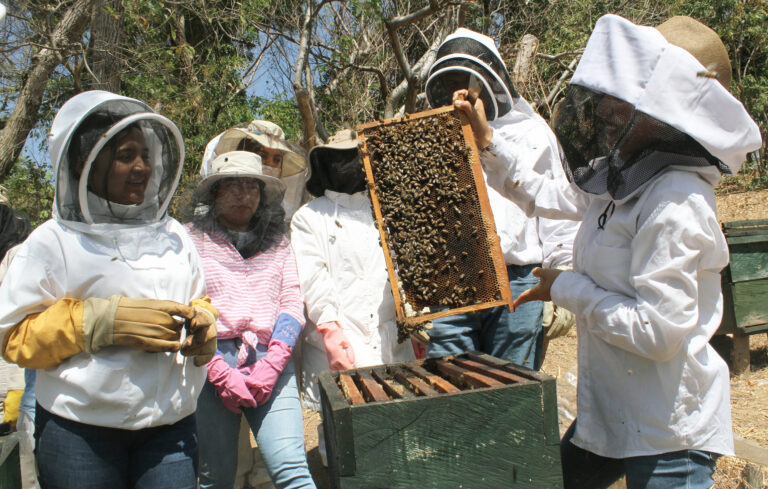 La cristalización y pureza en la miel de abeja