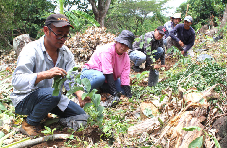 Incentivan siembra de árboles frutales en El Salvador