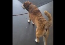 Perro callejero rescatado por diputada Suecy Calleja se recupera en Hospital Chivo Pets