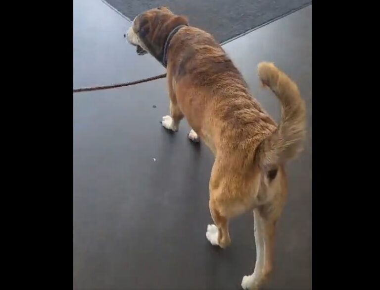 Perro callejero rescatado por diputada Suecy Calleja se recupera en Hospital Chivo Pets